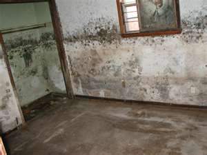 What are the causes of black mold?